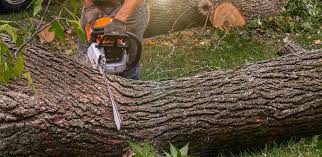 Best Fruit Tree Pruning  in Bellevue, WI