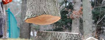 Best Tree and Shrub Care  in Bellevue, WI