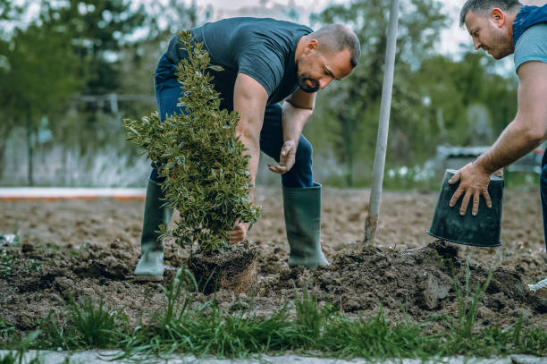  Bellevue, WI Tree Services Pros