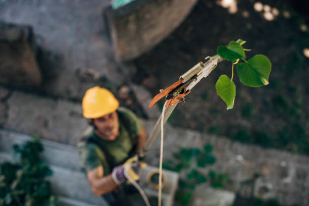 Best Tree Health Inspection  in Bellevue, WI