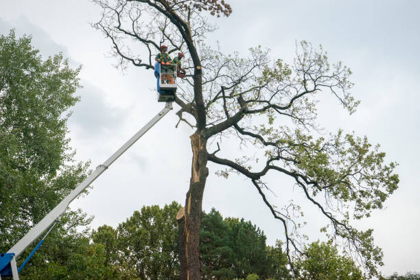 Best Tree Risk Assessment  in Bellevue, WI