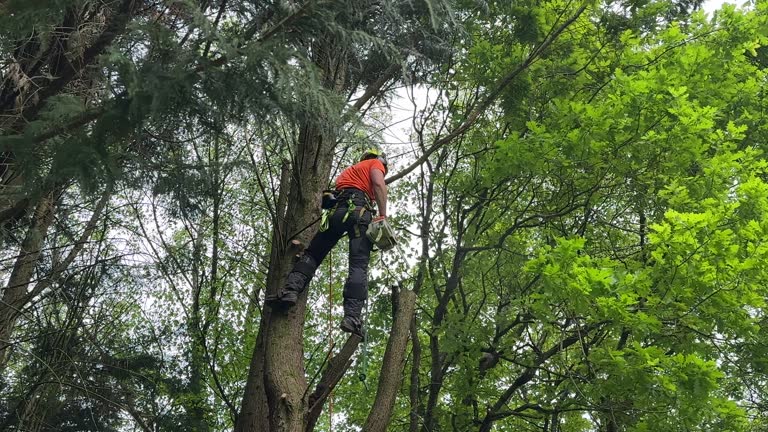 How Our Tree Care Process Works  in  Bellevue, WI