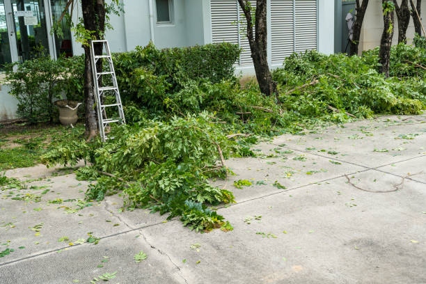 Best Tree Maintenance Programs  in Bellevue, WI
