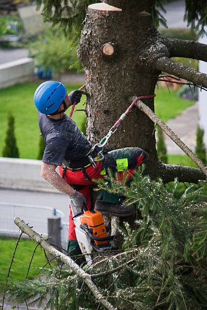 Best Lawn Disease Treatment  in Bellevue, WI