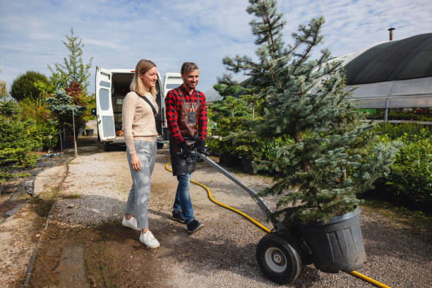 Trusted Bellevue, WI Tree Services Experts
