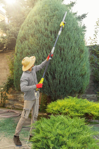 Best Weed Control  in Bellevue, WI