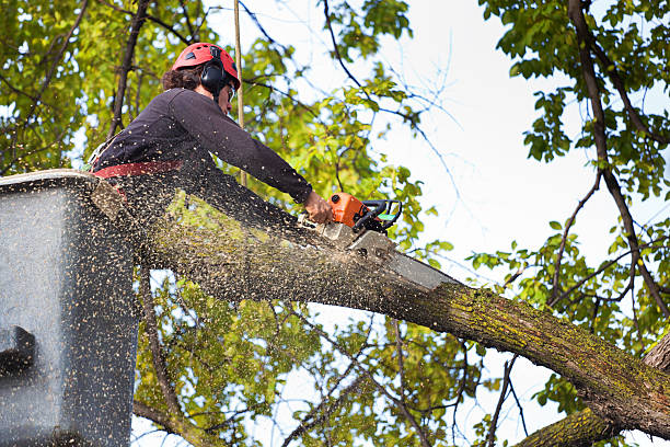 Best Palm Tree Trimming  in Bellevue, WI