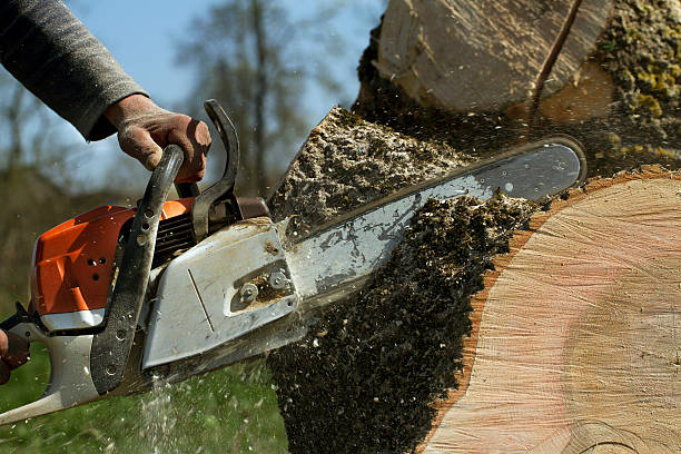 Best Lawn Grading and Leveling  in Bellevue, WI