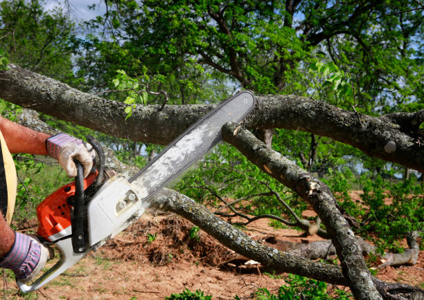Best Tree Mulching  in Bellevue, WI