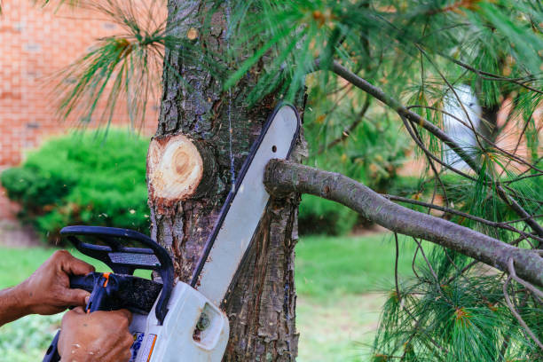 Best Tree Trimming and Pruning  in Bellevue, WI